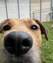 Heather/Irish Wolfhound/Female/1 Year 8 Months,Hi there, my name is Heather! I’m a sweet little Irish Wolfhound, and while I might be small for my breed, I’ve got a big heart and plenty of love to give. I’m still learning about this big, wide world, and it can be a little overwhelming at times. I’m a bit anxious in new spaces and situations, but with patience, I can grow more comfortable over time. It’s all a bit much for me right now, but I’m slowly learning to trust and feel at ease as I settle into new environments. I’m clever and I love to learn, especially when there’s food involved (I really, really love food!). I already know how to sit and drop, and I’m keen to learn more tricks, too. I’m looking for someone who can help me keep growing by using positive reinforcement and lots of patience, because I’m still figuring out how to trust everything and everyone around me. It would mean a lot to me if you’re the kind of person who can take things slow and let our bond grow naturally. I can be a bit unsure of new people at first, but once I feel safe, I promise I’ll show you just how sweet and cheeky I can be. I enjoy having my own quiet space, especially with a nice chew to keep me busy. It helps me feel more comfortable and relaxed, especially when things get a little overwhelming. I’m looking for an experienced owner who understands that I might need some time to fully open up, but I know with patience and care, we’ll build a wonderful relationship. If you’re someone who can take your time with me, help me continue learning, and appreciate all the sweetness I have to offer, then maybe I’m the one you’ve been looking for. I can’t wait to meet you and start our journey together! Please fill out this   or contact our shelter directly at 0477 064 192, or email us at barc@rspcansw.org.au. Recommendations: