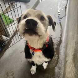 Adopt a dog:Kingston/Irish Wolfhound/Male/4 Years 8 Months,Hi there, I'm Kingston and I'm finally ready to find my forever home.  I'm a beautiful big boy who wants to love you in my own way – sometimes I'm unsure about touch and might be a little nervous when we first meet but once I warm up to you, I'm happy to do as you ask! I will offer up cues I know and show you how clever I am.  I can sometimes be a bit bouncy when I'm excited, so for this reason any kids in the home need to be over 15 years, just so I don't cause any unintentional harm with my big wobbly self. I've learnt some undesirable behaviours living in the shelter… when I'm left in my kennel I like to bang on the doors to be heard. I can get a little frustrated with dogs passing by my kennel, this might continue in the home so I would be best suited to a backyard with colorbond fencing so I can't see out. I will need my new owner to have experience with dogs that have 