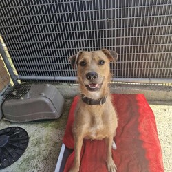 Heather/Irish Wolfhound/Female/1 Year 8 Months,Hi there, my name is Heather! I’m a sweet little Irish Wolfhound, and while I might be small for my breed, I’ve got a big heart and plenty of love to give. I’m still learning about this big, wide world, and it can be a little overwhelming at times. I’m a bit anxious in new spaces and situations, but with patience, I can grow more comfortable over time. It’s all a bit much for me right now, but I’m slowly learning to trust and feel at ease as I settle into new environments. I’m clever and I love to learn, especially when there’s food involved (I really, really love food!). I already know how to sit and drop, and I’m keen to learn more tricks, too. I’m looking for someone who can help me keep growing by using positive reinforcement and lots of patience, because I’m still figuring out how to trust everything and everyone around me. It would mean a lot to me if you’re the kind of person who can take things slow and let our bond grow naturally. I can be a bit unsure of new people at first, but once I feel safe, I promise I’ll show you just how sweet and cheeky I can be. I enjoy having my own quiet space, especially with a nice chew to keep me busy. It helps me feel more comfortable and relaxed, especially when things get a little overwhelming. I’m looking for an experienced owner who understands that I might need some time to fully open up, but I know with patience and care, we’ll build a wonderful relationship. If you’re someone who can take your time with me, help me continue learning, and appreciate all the sweetness I have to offer, then maybe I’m the one you’ve been looking for. I can’t wait to meet you and start our journey together! Please fill out this   or contact our shelter directly at 0477 064 192, or email us at barc@rspcansw.org.au. Recommendations: