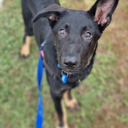 Basil/German Shepherd Dog/Male/5 Months,Hello there, I'm Basil! I'm a male German Shepherd Dog, full of energy and life! I'm looking for a forever home with someone who understands my breed and can provide me with the lifestyle I need. I have a high energy level, being a working breed, so I need a family who can keep up with my active life. I'm still young and learning about the world, which I can find a bit scary at times, so I need daily opportunities to learn and grow into a more resilient and confident boy. I'd do best in a home with someone who works average work hours. When you are at work, I would love to have plenty of enrichment to stimulate my big brain and after you get home would enjoy training and socializing. I'm a one-dog kind of dog, so I'd prefer a home where I can be the only canine star. I am not a pup who is going to be able to brave an off-lead area, as I become overwhelmed quickly when seeing other dogs. I haven't lived with other animals before and would need slow introductions and socialisation before spending time with them unsupervised. I would thrive in a home with older family members who have experience with large breeds as I may grow to be a big boy. I need a guardian who has experience with my breed and is prepared for a lively and loving companion like me. Requirements: ﻿**If you are interested is giving this wonderful pet a home, please visit our website and complete an expression of interest  . I can't wait to meet you and start our adventure together! Love and wiggle butt, Basil. Adoption Fee: $620