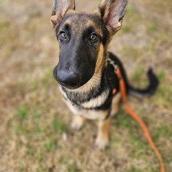 Parsley/German Shepherd Dog/Male/5 Months,Hello there, I'm Parsley! I'm a male German Shepherd Dog, full of energy and life! I'm looking for a forever home with someone who understands my breed and can provide me with the lifestyle I need. I have a high energy level, being a working breed, so I need a family who can keep up with my active life. I'm still young and learning about the world, which I can find a bit scary at times, so I need daily opportunities to learn and grow into a more resilient and confident boy. I'd do best in a home with someone who works average work hours. When you are at work, I would love to have plenty of enrichment to stimulate my big brain and after you get home would enjoy training and socializing. I'm a one-dog kind of dog, so I'd prefer a home where I can be the only canine star. I am not a pup who is going to be able to brave an off-lead area, as I become overwhelmed quickly when seeing other dogs. I haven't lived with other animals before and would need slow introductions and socialisation before spending time with them unsupervised. I would thrive in a home with older family members who have experience with large breeds as I may grow to be a big boy. I need a guardian who has experience with my breed and is prepared for a lively and loving companion like me. Requirements: ﻿**If you are interested is giving this wonderful pet a home, please visit our website and complete an expression of interest https:\//www.rspcansw.org.au/what-we-do/adoptions/exceptional-owners/ I can't wait to meet you and start our adventure together! Love and wiggle butt, Parsley. Adoption Fee: $620