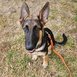 Parsley/German Shepherd Dog/Male/5 Months,Hello there, I'm Parsley! I'm a male German Shepherd Dog, full of energy and life! I'm looking for a forever home with someone who understands my breed and can provide me with the lifestyle I need. I have a high energy level, being a working breed, so I need a family who can keep up with my active life. I'm still young and learning about the world, which I can find a bit scary at times, so I need daily opportunities to learn and grow into a more resilient and confident boy. I'd do best in a home with someone who works average work hours. When you are at work, I would love to have plenty of enrichment to stimulate my big brain and after you get home would enjoy training and socializing. I'm a one-dog kind of dog, so I'd prefer a home where I can be the only canine star. I am not a pup who is going to be able to brave an off-lead area, as I become overwhelmed quickly when seeing other dogs. I haven't lived with other animals before and would need slow introductions and socialisation before spending time with them unsupervised. I would thrive in a home with older family members who have experience with large breeds as I may grow to be a big boy. I need a guardian who has experience with my breed and is prepared for a lively and loving companion like me. Requirements: ﻿**If you are interested is giving this wonderful pet a home, please visit our website and complete an expression of interest https:\//www.rspcansw.org.au/what-we-do/adoptions/exceptional-owners/ I can't wait to meet you and start our adventure together! Love and wiggle butt, Parsley. Adoption Fee: $620