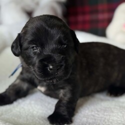 Rare KC Health Test Skye Terrier Champion lines/Skye Terrier/3 male / 4 female/5 weeks, 1 day,*Only 2 beautiful boys still available for Reservation*
We are delighted to welcome 7 beautiful chunky home bred Health tested Skye terrier puppies into the world.
The puppies were born in the heart of our country home ( not kennels) and we stayed  with mum before, during and after birth to make sure that she had any help and support that she needed . She proved to be a wonderful natural mother and all 7 puppies are strong and Healthy and feeding well.
Both mum and dad of the litter are owned by us and live as pets first in our home . Both have been DNA health tested for genetic diseases and dad also has a CLEAR kidney scan. They have the sweetest, most loyal and kind temperaments. Both parents have amazing International championship pedigrees with European, Scandinavian Irish and USA champions in their lines. The puppies have a low Coi of 4.1% which is great for such a rare breed as the Skye Terrier where it is important to keep inbreeding to a minimum.
The Skye terrier breed is tragically listed as one of Britains most endangered breeds. They are an eye catching beautiful looking terrier with their distinctive coat and amazing Bat ears giving them their wonderful unique look. The breed is noted for its kind nature and devotion to its humans with the  famous story of Greyfriars Bobby highlighting that devotion by becoming famous for being adopted by the city after lying every night for 14 years on his masters grave in Edinburgh Scotland.
We ourselves are 5 star licensed home breeders both vet and council inspected.All our dogs live in our home alongside us and have 4 acres of secure grounds to explore. 
The puppies have been handled from birth and will be used to other dogs, everyday household noises. They will have walked on different surfaces, will be used to grooming and will have been regularly wormed from 2 weeks old and treated for parasites from 4 weeks old.
Puppies leave us with KC registration ( endorsed unless discussed) First vaccination, vet check, extensive puppy pack, breed book, food, document folder, 5 weeks  Insurance and microchip.
If you feel that you have the time and love to give and could offer one of these very special  rare breed puppies a long term loving indoor home please get in contact to discuss. Viewings are available from 5 weeks old where  mum and dad and all siblings can be met x 
Please no full time workers unless you work from home and no children under 5 unless an experienced dog home.

We have available- 

Boy - green collar ( held)
Boy - blue collar
Boy - yellow collar

Girl - red collar(reserved )
Girl - pink collar ( reserved)
Girl - purple collar( reserved) 
Girl - lilac collar  ( reserved)