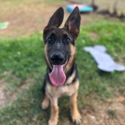 Parsley/German Shepherd Dog/Male/5 Months,Hello there, I'm Parsley! I'm a male German Shepherd Dog, full of energy and life! I'm looking for a forever home with someone who understands my breed and can provide me with the lifestyle I need. I have a high energy level, being a working breed, so I need a family who can keep up with my active life. I'm still young and learning about the world, which I can find a bit scary at times, so I need daily opportunities to learn and grow into a more resilient and confident boy. I'd do best in a home with someone who works average work hours. When you are at work, I would love to have plenty of enrichment to stimulate my big brain and after you get home would enjoy training and socializing. I'm a one-dog kind of dog, so I'd prefer a home where I can be the only canine star. I am not a pup who is going to be able to brave an off-lead area, as I become overwhelmed quickly when seeing other dogs. I haven't lived with other animals before and would need slow introductions and socialisation before spending time with them unsupervised. I would thrive in a home with older family members who have experience with large breeds as I may grow to be a big boy. I need a guardian who has experience with my breed and is prepared for a lively and loving companion like me. Requirements: ﻿**If you are interested is giving this wonderful pet a home, please visit our website and complete an expression of interest https:\//www.rspcansw.org.au/what-we-do/adoptions/exceptional-owners/ I can't wait to meet you and start our adventure together! Love and wiggle butt, Parsley. Adoption Fee: $620