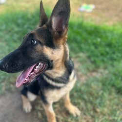 Parsley/German Shepherd Dog/Male/5 Months,Hello there, I'm Parsley! I'm a male German Shepherd Dog, full of energy and life! I'm looking for a forever home with someone who understands my breed and can provide me with the lifestyle I need. I have a high energy level, being a working breed, so I need a family who can keep up with my active life. I'm still young and learning about the world, which I can find a bit scary at times, so I need daily opportunities to learn and grow into a more resilient and confident boy. I'd do best in a home with someone who works average work hours. When you are at work, I would love to have plenty of enrichment to stimulate my big brain and after you get home would enjoy training and socializing. I'm a one-dog kind of dog, so I'd prefer a home where I can be the only canine star. I am not a pup who is going to be able to brave an off-lead area, as I become overwhelmed quickly when seeing other dogs. I haven't lived with other animals before and would need slow introductions and socialisation before spending time with them unsupervised. I would thrive in a home with older family members who have experience with large breeds as I may grow to be a big boy. I need a guardian who has experience with my breed and is prepared for a lively and loving companion like me. Requirements: ﻿**If you are interested is giving this wonderful pet a home, please visit our website and complete an expression of interest https:\//www.rspcansw.org.au/what-we-do/adoptions/exceptional-owners/ I can't wait to meet you and start our adventure together! Love and wiggle butt, Parsley. Adoption Fee: $620