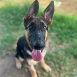 Parsley/German Shepherd Dog/Male/5 Months,Hello there, I'm Parsley! I'm a male German Shepherd Dog, full of energy and life! I'm looking for a forever home with someone who understands my breed and can provide me with the lifestyle I need. I have a high energy level, being a working breed, so I need a family who can keep up with my active life. I'm still young and learning about the world, which I can find a bit scary at times, so I need daily opportunities to learn and grow into a more resilient and confident boy. I'd do best in a home with someone who works average work hours. When you are at work, I would love to have plenty of enrichment to stimulate my big brain and after you get home would enjoy training and socializing. I'm a one-dog kind of dog, so I'd prefer a home where I can be the only canine star. I am not a pup who is going to be able to brave an off-lead area, as I become overwhelmed quickly when seeing other dogs. I haven't lived with other animals before and would need slow introductions and socialisation before spending time with them unsupervised. I would thrive in a home with older family members who have experience with large breeds as I may grow to be a big boy. I need a guardian who has experience with my breed and is prepared for a lively and loving companion like me. Requirements: ﻿**If you are interested is giving this wonderful pet a home, please visit our website and complete an expression of interest https:\//www.rspcansw.org.au/what-we-do/adoptions/exceptional-owners/ I can't wait to meet you and start our adventure together! Love and wiggle butt, Parsley. Adoption Fee: $620