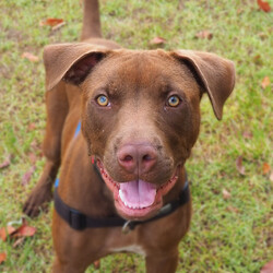Darnell/Staffordshire Bull Terrier / Rhodesian Ridgeback/Male/8 Months,Hi, I'm Darnell! Let me tell you, I'm the cutest puppy around these parts! I have a lovely squishy wrinkly face that you will just fall in love with, the handlers at the shelter think I'm an absolute delight! I'm full of puppy love ready to take on the world and find a loving family I can call my very own. Ideally, I'd love a big secure yard to play with my toys in, cozy warm sleeping spots, lots of delicious food to keep me growing big and strong, and lots of attention and silly games to keep me busy! If you are ready for a whirlwind of cuteness, come and see me, I bet you will fall in love within seconds! I didn't have the best start to life and I find life quite overwhelming, so I'm on some special medication that helps with that. You will need to have a conversation with my vets before being able to adopt me. If you'd like to meet me, please call the Coffs Harbour shelter today! You will need to bring down all members of the household as well as any dogs when you come to meet me. XX Darnell