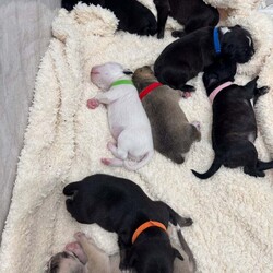 Puppies - Staffy Cross/Staffordshire Bull Terrier/Female/4 weeks,We have 8 beautiful puppies looking for their permanent loving home. 