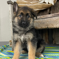 Adopt a dog:Victor/German Shepherd Dog/Male/7 weeks,Hello! My name is Victor! Am I not the cutest puppy you have ever seen? That is what everyone keeps telling me. Not only am I cute, but I also have a great personality too. Before arriving home, I will be up to date on my vaccinations and be pre-spoiled. I will make the perfect best friend and companion! So, what are you waiting for? Choose me today!