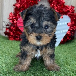 Adopt a dog:Pilot/Yorkshire Terrier/Male/8 weeks,Hello there everyone! I am the sweetest puppy you will ever meet. I like to play by day and cuddle at night. I love to run and roll around outside. But my favorite thing to do after a long day at play is to snuggle up on the couch next to my family and sleep as they pet my head. I will come up to date on my vaccinations and vet checked. Please call about me. I can't wait to meet you!