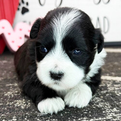 Adopt a dog:Caramel/Havanese/Female/4 weeks,Hi, my name is Caramel. I am so excited I love to be around people, and you will enjoy being with me! I’m looking forward to meeting my new forever family. Could that be with you? I sure hope so. I am a gorgeous puppy with a personality to match. I am also up to date on my vaccinations and vet checked from head to tail, so when you see me, I will be as healthy as can be. What are you waiting for? I know I will be the best friend you have dreamed of.