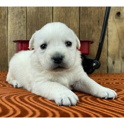 Adopt a dog:Jeffey/Labrador Retriever/Male/4 weeks,Why hello everyone! My name is Jeffey, and it is so nice to meet you! I'm a little cutie that loves my people. I am quite the character. I do know that my cute little antics will win you over every time. I know how to make anyone smile. I love to play and bring my pillow into my bed at night. I can't wait to find a new forever family. Would you like to spend your days and night with me? I will be right there to bring you love and fill your heart with joy. I know what works when it comes to making your heart melt. I will look at you and then when you are not looking, I will jump up on your lap and give kisses. What I am looking for with my new family is lots of love and affection. You won't be disappointed, and I can't wait to see you and start our lives together. By the way, I've already started packing my bags!