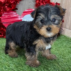 Adopt a dog:Pilot/Yorkshire Terrier/Male/8 weeks,Hello there everyone! I am the sweetest puppy you will ever meet. I like to play by day and cuddle at night. I love to run and roll around outside. But my favorite thing to do after a long day at play is to snuggle up on the couch next to my family and sleep as they pet my head. I will come up to date on my vaccinations and vet checked. Please call about me. I can't wait to meet you!