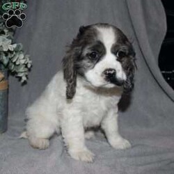 Lucy/Cocker Spaniel									Puppy/Female														/9 Weeks,Here comes the most adorable ACA Cocker Spaniel puppy! This charming little pooch is up to date on shots and dewormer and vet checked! The mother Lily is a sweet and affectionate girl and the father Buster is a handsome Cocker Spaniel. The breeder has ensured that this puppy is well socialized with adults and childre. To learn more about this beautiful pup contact Barbie & Elmer today! 
