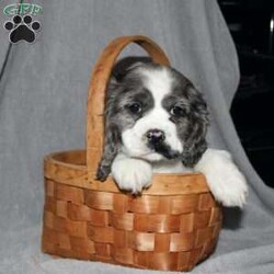 Lucy/Cocker Spaniel									Puppy/Female														/9 Weeks,Here comes the most adorable ACA Cocker Spaniel puppy! This charming little pooch is up to date on shots and dewormer and vet checked! The mother Lily is a sweet and affectionate girl and the father Buster is a handsome Cocker Spaniel. The breeder has ensured that this puppy is well socialized with adults and childre. To learn more about this beautiful pup contact Barbie & Elmer today! 
