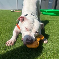Ghost/American Staffordshire Terrier/Male/4 Years 2 Months,Hey there, I'm Ghost, an American Staffordshire Terrier with a love for toys! I can get pretty excited when playtime rolls around, so managing my enthusiasm is key. I thrive when I have plenty of engaging activities to keep me busy, but I also appreciate a good balance. I'm sociable and enjoy the company of other dogs, so having some canine friends around would be great! I'm looking for an experienced owner who can guide me and help me channel my energy in the right ways. While I’m not complicated, I do need a little structure and understanding to really shine. I get along well with other animals, so if you have other furry friends, we should be just fine. I’d be best in a home with humans who are 15 years or older, as my size and strength require someone who can handle me confidently. I’m ready to give you all the love, loyalty, and companionship you could ever need. Can’t wait to meet you! Lots of love, Ghost xx 