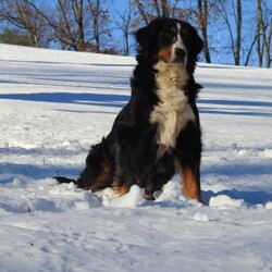 Zephyr/Bernese Mountain Dog									Puppy/Female														/9 Weeks,hello thanks for checking me out ! I am a happy,healthy ,and well socialized friend looking forward to my forever home, 