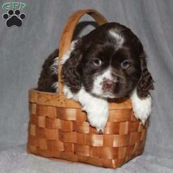 Larry/Cocker Spaniel									Puppy/Male																/9 Weeks,Here comes the most adorable ACA Cocker Spaniel puppy! This charming little pooch is up to date on shots and dewormer and vet checked! The mother Lily is a sweet and affectionate girl and the father Buster is a handsome Cocker Spaniel. The breeder has ensured that this puppy is well socialized with adults and childre. To learn more about this beautiful pup contact Barbie & Elmer today! 