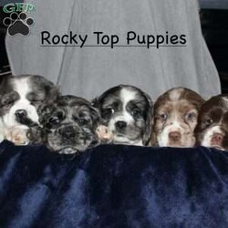 Larry/Cocker Spaniel									Puppy/Male																/9 Weeks,Here comes the most adorable ACA Cocker Spaniel puppy! This charming little pooch is up to date on shots and dewormer and vet checked! The mother Lily is a sweet and affectionate girl and the father Buster is a handsome Cocker Spaniel. The breeder has ensured that this puppy is well socialized with adults and childre. To learn more about this beautiful pup contact Barbie & Elmer today! 