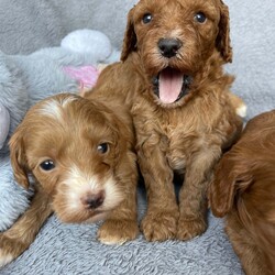 STUNNING MINIATURE DOODLES/ THERAPY /Mini Goldendoodle/2 male / 5 female/5 weeks, 6 days,We are very proud to announce the arrival of Miniature Golden doodle puppies.
We have over 10 Years experience breeding Golden doodles and have gained a reputation for having puppies leave us to be trained to support children with Autism and many other AEN needs. This is testament to their superb temperaments and willingness to learn.They are the most hypoallergenic type of golden doodle you can get as well.  I myself am accredited in veterinary nursing and canine behaviour so can offer 24/7 expert knowledge advice to any owners throughout the duration of their dogs life. 

Mum is an outstanding Miniature Golden doodle. She has the sweetest nature and is extremely social. She stands out from the crowd due to her beautiful markings. She is in excellent health, and hereditary clear from any breed prone diseases , which means she will not pass on any conditions to her puppies. 

Their father Pudsy is a magnificent KC champion Red Miniature poodle. He is from amazing bloodlines and is also fully Health tested for - Progressive Retinal Atrophy (prcd-PRA)
Progressive Retinal Atrophy (rcd4-PRA) LOPRA
Neonatal Encephalopathy (NE/NEWS)
Degenerative Myelopathy (DM exon 2)
Von Willebrand disease Type I (vWD I)
Familial Nephropathy (FN)
Adult Onset Neuropathy (AON) clear by Parentage 
Acral Mutilation Syndrome (AMS)
Excercise Induced Collapse (EIC)
Gangliosidosis (GM2)
Osteochrondysplasia (OCD)
Malignant Hyperthermia (MH) 
Macrothromcyopenia (MTC) 
He has the most gorgeous deep Red non shedding tight curl coat.

Our puppies are born in our living room and live in our house amongst the daily hustle and bustle until they join their new families. This together with the huge amount of time we invest in them helps to ensure the best we can that they are well socialised, well balanced puppies.

What comes in your puppy package:

1st vaccination 
 In-depth health examination by our vets
Worming treatment 
 Flea treatment
Microchipped
Toys 
Food 
Grooming equipment 
 Contract of sale

Toilet training will begin as soon as the puppies are fully weaned to help facilitate an easy transition into their forever homes. I am happy to offer advice and support throughout the puppy's life.

A non-refundable deposit of £400 will secure your chosen puppy with the remainder payable on collection.
