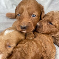 STUNNING MINIATURE DOODLES/ THERAPY /Mini Goldendoodle/2 male / 5 female/5 weeks, 6 days,We are very proud to announce the arrival of Miniature Golden doodle puppies.
We have over 10 Years experience breeding Golden doodles and have gained a reputation for having puppies leave us to be trained to support children with Autism and many other AEN needs. This is testament to their superb temperaments and willingness to learn.They are the most hypoallergenic type of golden doodle you can get as well.  I myself am accredited in veterinary nursing and canine behaviour so can offer 24/7 expert knowledge advice to any owners throughout the duration of their dogs life. 

Mum is an outstanding Miniature Golden doodle. She has the sweetest nature and is extremely social. She stands out from the crowd due to her beautiful markings. She is in excellent health, and hereditary clear from any breed prone diseases , which means she will not pass on any conditions to her puppies. 

Their father Pudsy is a magnificent KC champion Red Miniature poodle. He is from amazing bloodlines and is also fully Health tested for - Progressive Retinal Atrophy (prcd-PRA)
Progressive Retinal Atrophy (rcd4-PRA) LOPRA
Neonatal Encephalopathy (NE/NEWS)
Degenerative Myelopathy (DM exon 2)
Von Willebrand disease Type I (vWD I)
Familial Nephropathy (FN)
Adult Onset Neuropathy (AON) clear by Parentage 
Acral Mutilation Syndrome (AMS)
Excercise Induced Collapse (EIC)
Gangliosidosis (GM2)
Osteochrondysplasia (OCD)
Malignant Hyperthermia (MH) 
Macrothromcyopenia (MTC) 
He has the most gorgeous deep Red non shedding tight curl coat.

Our puppies are born in our living room and live in our house amongst the daily hustle and bustle until they join their new families. This together with the huge amount of time we invest in them helps to ensure the best we can that they are well socialised, well balanced puppies.

What comes in your puppy package:

1st vaccination 
 In-depth health examination by our vets
Worming treatment 
 Flea treatment
Microchipped
Toys 
Food 
Grooming equipment 
 Contract of sale

Toilet training will begin as soon as the puppies are fully weaned to help facilitate an easy transition into their forever homes. I am happy to offer advice and support throughout the puppy's life.

A non-refundable deposit of £400 will secure your chosen puppy with the remainder payable on collection.
