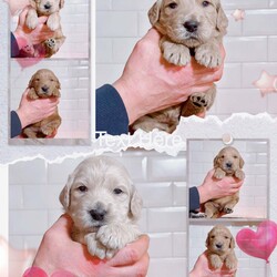 DNA tested medium goldendoodles puppy’s /Goldendoodle/4 male / 4 female/4 weeks, 5 days,Pepsi has had a gorgeous litter of medium size goldendoodles puppies we have some dark like dad Wallace or some are light golden like mum Pepsi is hip and elbow scored and dna tested for Ichthyosis Type A
Progressive Retinal Atrophy - GR1
Progressive Retinal Atrophy - GR2
Muscular Dystrophy - Golden Retriever type
Neuronal Ceroid Lipofuscinosis 5
Progressive Retinal Atrophy - PRCD
Sensory Ataxic Neuropathy (SAN) she clear of all dad is Wallace the dad is also hip and elbow scored and fully dna tested clear of Progressive Retinal Atrophy (PRA-PRCD)
Von Willebrand Disease 1 (VWD1)
Degenerative Myelopathy (DM)
Gangliosidosis Type 2 (GM2)
Neonatal Encephalopathy with Seizures (NEWS)
Osteochondrodysplasia (OCD) so the puppies are fully clear the puppies are part of family life in a busy house with children other dogs and when puppies are 8 weeks will go for 1st vaccine microchip full vet check each puppy have own vet report you will get a pack to inc mum and dad pedigree copies of mum and dad dna test information sheet inc worming feeding taken care of your new puppy lacy law paperwork the full vet check of your gift card to get money off royal canin puppy food a fantastic puppy pack to in bed toys puppy pad harness lead collar shampoo 2kg of food royal canin medium puppy food wet food blanket book on goldendoodles bowls brush set jacket etc 4 weeks insurance with petplan puppy sale contract when you picked your puppy weekly pics and if you like to come to see your puppy more then once that’s fine or WhatsApp call so you can see your puppy weekly we are council licensed breeders and we accept pets4homes safe deposit scheme please contact for more information