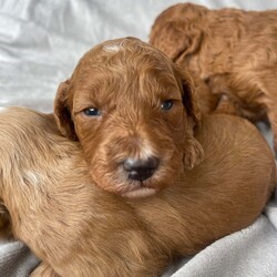 STUNNING MINIATURE DOODLES/ THERAPY /Mini Goldendoodle/2 male / 5 female/5 weeks, 6 days,We are very proud to announce the arrival of Miniature Golden doodle puppies.
We have over 10 Years experience breeding Golden doodles and have gained a reputation for having puppies leave us to be trained to support children with Autism and many other AEN needs. This is testament to their superb temperaments and willingness to learn.They are the most hypoallergenic type of golden doodle you can get as well.  I myself am accredited in veterinary nursing and canine behaviour so can offer 24/7 expert knowledge advice to any owners throughout the duration of their dogs life. 

Mum is an outstanding Miniature Golden doodle. She has the sweetest nature and is extremely social. She stands out from the crowd due to her beautiful markings. She is in excellent health, and hereditary clear from any breed prone diseases , which means she will not pass on any conditions to her puppies. 

Their father Pudsy is a magnificent KC champion Red Miniature poodle. He is from amazing bloodlines and is also fully Health tested for - Progressive Retinal Atrophy (prcd-PRA)
Progressive Retinal Atrophy (rcd4-PRA) LOPRA
Neonatal Encephalopathy (NE/NEWS)
Degenerative Myelopathy (DM exon 2)
Von Willebrand disease Type I (vWD I)
Familial Nephropathy (FN)
Adult Onset Neuropathy (AON) clear by Parentage 
Acral Mutilation Syndrome (AMS)
Excercise Induced Collapse (EIC)
Gangliosidosis (GM2)
Osteochrondysplasia (OCD)
Malignant Hyperthermia (MH) 
Macrothromcyopenia (MTC) 
He has the most gorgeous deep Red non shedding tight curl coat.

Our puppies are born in our living room and live in our house amongst the daily hustle and bustle until they join their new families. This together with the huge amount of time we invest in them helps to ensure the best we can that they are well socialised, well balanced puppies.

What comes in your puppy package:

1st vaccination 
 In-depth health examination by our vets
Worming treatment 
 Flea treatment
Microchipped
Toys 
Food 
Grooming equipment 
 Contract of sale

Toilet training will begin as soon as the puppies are fully weaned to help facilitate an easy transition into their forever homes. I am happy to offer advice and support throughout the puppy's life.

A non-refundable deposit of £400 will secure your chosen puppy with the remainder payable on collection.