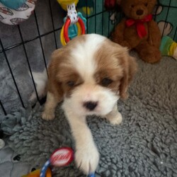 Cavalier King Charles spaniel puppy’s /Cavalier King Charles Spaniel/1 male / 2 female/6 weeks, 4 days,Our beautiful girl Gracie has given birth to 3 stunning puppy’s
Mum is our beloved family pet who we have had since 8 week old, she has been a fantastic mum we are so proud of her, mum is clear of:
 Dry Eye Curly Coat Syndrome
 Episodic Falling
 Muscular Dystrophy
 Congenital Macrothrombocytopaenia
 Degenerative Myelopathy

Dad is a Tri stud he is a very sweet boy with a great temperament clear of;
 Dry Eye Curly Coat Syndrome
 Episodic Falling
 Congenital Macrothrombocytopaenia
 Degenerative Myelopathy
 progressive retinal atrophy 
  

Each pup will leave with: 
 Microchip paper work
 vet check
 Vaccination card
 up to date worm and flea treatment 
 Food 
 Blanket with mums smell on to help settle them

Puppies will be ready to leave from the 3rd of March 
Blenheim Girl (available)
Tri Girl (reserved)
Tri Boy (reserved) 

£200 non-refundable deposit will reserve puppy, Pictures, videos and FaceTime can be provided anytime