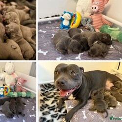 Beautiful Bonnie Blue Staffy Girls, KC & Pedigree/Staffordshire Bull Terrier/4 female/2 weeks, 6 days,We are proud to present an exceptional litter of healthy, high-quality Blue Staffordshire Bull Terriers with outstanding bloodlines. 

This beautiful litter of girls was born on the 31st of January and are ready to go to their forever homes from 28th March. 2 out of the 4 puppies have already been sold – read on to find out why  New photos will be added to this advert regularly. 

These pups are the result of a meticulously planned and carefully executed pairing, featuring one of the finest stud dogs this country has ever seen and a mother with outstanding bloodlines. 

The sire is none other than Bluedogcity Pharaon at Bullscaff. Standing at 15 inches tall, with a solid dark blue coat and no brindle, complemented by a striking white flash. Ch Pharaon is an exceptional specimen—one of the most stunning, deep-chested, stocky, and thick-boned blue dogs you’ll find. He boasts a beautifully defined broad skull, chiseled features, prominent cheek muscles, a distinct stop, and a perfect muzzle. His rose-shaped ears and scissor bite are flawless, with a strong jaw, tight lips, and an excellent topline. His dark brown eyes and jet-black nails add to his impressive look. Pharaon’s nose is nicely open, which is essential for active, fit Staffords. If that weren’t enough, his titles speak for themselves—no other blue in the world compares to him, which is why we chose him as the sire!

Crufts qualified for life 
Champion of Ukrainian 
Champion of Moldova  
Champion of Romania  
Champion of Macedonia  
Grand champion 
Multi champion  
International champion  
1 CAC IN EURO DOG SHOW 
1 CACIB BEST OF BREED IN SPAIN  
1 CAC BEST OF BREED IN FRANCE  
All certificates can be seen on request with many other achievements what can be found on the Bullscaff website.

The dam of this litter is a well-bred female, the daughter of the world-renowned VALGLO MY PLACE OR YOURS AT BULLSCAFF and granddaughter of SANDASTAFF PIRO AT SAMA SLODYCZ AT BULLSCAFF IMP BEL and VALGLO DIAMONDS ARE FOREVER. With CH Pharaon’s bloodlines added to the mix, this litter is of exceptional quality and standards. The mother has her own distinct white flash on her chest, a deep blue coat, and is a beloved family pet, embodying all the highly sought-after qualities of the Staffordshire Bull Terrier. Dam 5 generation pedigree certificate can be seen on request.

These puppies will be well-socialized with other dogs and have a solid, well-balanced temperament. The sale will include KC papers, 4 weeks of free insurance, nails clipped, full worming treatment, diet recommendations, and ongoing support for life if needed. All testing is Clear that is L2HGA/HC. This is a truly wonderful pedigree and one of a particularly high quality of Blue Staffordshire Bull Terriers. 

If you have any questions, please feel free to get in touch. If you're interested in being part of this exceptional bloodline and finding a loving pet to enrich your life, please don’t hesitate to text/message using the contact details below. 

These puppies are expected to sell quickly, two of four have already been sold. We recommend securing yours with a non-refundable holding deposit of £250. Puppies are priced at £2500. Viewings can be discussed and arranged.