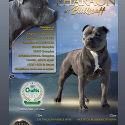 Beautiful Bonnie Blue Staffy Girls, KC & Pedigree/Staffordshire Bull Terrier/4 female/2 weeks, 6 days,We are proud to present an exceptional litter of healthy, high-quality Blue Staffordshire Bull Terriers with outstanding bloodlines. 

This beautiful litter of girls was born on the 31st of January and are ready to go to their forever homes from 28th March. 2 out of the 4 puppies have already been sold – read on to find out why  New photos will be added to this advert regularly. 

These pups are the result of a meticulously planned and carefully executed pairing, featuring one of the finest stud dogs this country has ever seen and a mother with outstanding bloodlines. 

The sire is none other than Bluedogcity Pharaon at Bullscaff. Standing at 15 inches tall, with a solid dark blue coat and no brindle, complemented by a striking white flash. Ch Pharaon is an exceptional specimen—one of the most stunning, deep-chested, stocky, and thick-boned blue dogs you’ll find. He boasts a beautifully defined broad skull, chiseled features, prominent cheek muscles, a distinct stop, and a perfect muzzle. His rose-shaped ears and scissor bite are flawless, with a strong jaw, tight lips, and an excellent topline. His dark brown eyes and jet-black nails add to his impressive look. Pharaon’s nose is nicely open, which is essential for active, fit Staffords. If that weren’t enough, his titles speak for themselves—no other blue in the world compares to him, which is why we chose him as the sire!

Crufts qualified for life 
Champion of Ukrainian 
Champion of Moldova  
Champion of Romania  
Champion of Macedonia  
Grand champion 
Multi champion  
International champion  
1 CAC IN EURO DOG SHOW 
1 CACIB BEST OF BREED IN SPAIN  
1 CAC BEST OF BREED IN FRANCE  
All certificates can be seen on request with many other achievements what can be found on the Bullscaff website.

The dam of this litter is a well-bred female, the daughter of the world-renowned VALGLO MY PLACE OR YOURS AT BULLSCAFF and granddaughter of SANDASTAFF PIRO AT SAMA SLODYCZ AT BULLSCAFF IMP BEL and VALGLO DIAMONDS ARE FOREVER. With CH Pharaon’s bloodlines added to the mix, this litter is of exceptional quality and standards. The mother has her own distinct white flash on her chest, a deep blue coat, and is a beloved family pet, embodying all the highly sought-after qualities of the Staffordshire Bull Terrier. Dam 5 generation pedigree certificate can be seen on request.

These puppies will be well-socialized with other dogs and have a solid, well-balanced temperament. The sale will include KC papers, 4 weeks of free insurance, nails clipped, full worming treatment, diet recommendations, and ongoing support for life if needed. All testing is Clear that is L2HGA/HC. This is a truly wonderful pedigree and one of a particularly high quality of Blue Staffordshire Bull Terriers. 

If you have any questions, please feel free to get in touch. If you're interested in being part of this exceptional bloodline and finding a loving pet to enrich your life, please don’t hesitate to text/message using the contact details below. 

These puppies are expected to sell quickly, two of four have already been sold. We recommend securing yours with a non-refundable holding deposit of £250. Puppies are priced at £2500. Viewings can be discussed and arranged.