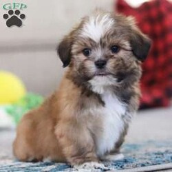 Bentley/Lhasa Apso									Puppy/Male																/9 Weeks,Meet Bentley, an ACA-registered Lhasa Apso pup with a heart as big as his fluffy coat! This little bundle of joy is ready to fill your home with love, laughter, and endless cuddles. With his bright, expressive eyes and charming personality, He is sure to steal your heart in no time. Lhasas are known for their loyalty and intelligence, making them the perfect companions for families or individuals alike. He adores attention and will happily follow you wherever you go, always ready for snuggles or a playful adventure. Spend a little time with Bentley, and you’ll find a best friend for life!