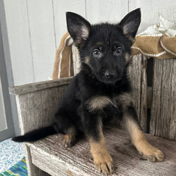 Adopt a dog:Virgil/German Shepherd Dog/Male/9 weeks,Hi, my name is Virgil. I am so excited I love to be around people, and you will enjoy being with me! I’m looking forward to meeting my new forever family. Could that be with you? I sure hope so. I am a gorgeous puppy with a personality to match. I am also up to date on my vaccinations and vet checked from head to tail, so when you see me, I will be as healthy as can be. What are you waiting for? I know I will be the best friend you have dreamed of.