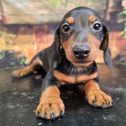 Adopt a dog:Spresso/Dachshund/Female/8 weeks,Meet Spresso! Isn't she simply precious? Spresso loves to run and romp around all day. But after a long day of playing, she will love nothing more than to take an afternoon nap! When arriving to her new home, Spresso will come up to date on vaccinations, vet checked, and pre-spoiled. Wouldn't you just love to make this cutie yours? Her coat is soft to the touch and she likes nothing more than being pampered. “Pick me!”