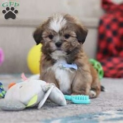 Bentley/Lhasa Apso									Puppy/Male																/9 Weeks,Meet Bentley, an ACA-registered Lhasa Apso pup with a heart as big as his fluffy coat! This little bundle of joy is ready to fill your home with love, laughter, and endless cuddles. With his bright, expressive eyes and charming personality, He is sure to steal your heart in no time. Lhasas are known for their loyalty and intelligence, making them the perfect companions for families or individuals alike. He adores attention and will happily follow you wherever you go, always ready for snuggles or a playful adventure. Spend a little time with Bentley, and you’ll find a best friend for life!