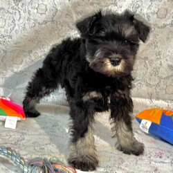 Adopt a dog:Hero/Miniature Schnauzer/Male/10 weeks,I'm Hero! It's very nice to meet you. Are you looking for a lifelong companion? Look no further. I am here and just perfect for you. Trust me! I am very loyal, and I can make you smile with just the way I wag my tail. I have a wonderful disposition. Oh! Did I mention that I'm as healthy as can be? Oh, silly me! I'm up to date on my vaccinations and vet checked from head to tail. I bet you are excited now, aren't you? Well, choose me today!