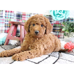 Adopt a dog:Romero/Goldendoodle/Male/8 weeks,Hi there! It's so nice to meet you! I've been waiting a long time for a wonderful family like yours. Will you bring me home? I sure hope so! We can cuddle, play fetch, and explore new things together. I don't mind bugs and mud pies are my favorite! I love to learn and can't wait for you to teach me tricks! My vet says I'm super healthy and I'm up to date on my vaccinations. I hope to see you soon! Lots of puppy kisses coming your way!