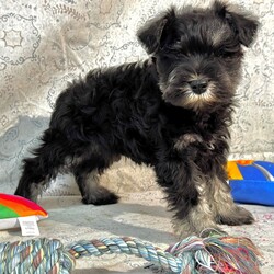 Adopt a dog:Hero/Miniature Schnauzer/Male/10 weeks,I'm Hero! It's very nice to meet you. Are you looking for a lifelong companion? Look no further. I am here and just perfect for you. Trust me! I am very loyal, and I can make you smile with just the way I wag my tail. I have a wonderful disposition. Oh! Did I mention that I'm as healthy as can be? Oh, silly me! I'm up to date on my vaccinations and vet checked from head to tail. I bet you are excited now, aren't you? Well, choose me today!