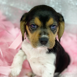 Adopt a dog:Zany/Beagle/Female/7 weeks,Zany has a small frame, and she is a little princess doll. She is so heart warming. She makes you so happy! She is very playful and great with other animals, and she loves children. She is already finding her putty pads for her putty training and doing very well. She will go on rides or walks with you and snuggle in your arms for TV or nap time. She is very smart. She will come home to you all healthy and to go wherever you go. She will come home with up-to-date vaccinations and vet checks,  a health certificate, a registration and pedigree certificate also her microchip. Ready for you to bring her home to You.