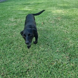 Adopt a dog:Espresso/Australian Kelpie / Mini Foxie / Tenterfield Terrier/Female/6 Years 11 Months,Hello, I'm Espresso, a lively and loveable small Australian Kelpie, but I look more like a little terrier breed!. I'm full of life and looking for a forever home where I can be myself. I enjoy the company of other dogs, and I'd love to share my new home with a furry sibling. I've been told I have a moderate lifestyle, which means I enjoy a good balance of playtime and relaxation. As I'm a bit of a complex lady, I need an experienced owner who can guide me and manage my behaviour. I promise, with your patience and understanding, I will be the best dog you've ever had. I have no known history of issues with other animals, so if you have other pets, that's okay too! I do have some specific home requirements. I need someone who is home most or all of the time as I enjoy company and don't like being left alone. I also need a quiet, calm household where I can relax and feel safe. I must have secure outdoor access, like an enclosed backyard or an attached enclosure, where I can run and play safely. I'm ready to get out of here for good and fall in love with anew family I can call my own. XX Espresso I'm currently in foster care so you will need to make an appointment to come and see me!