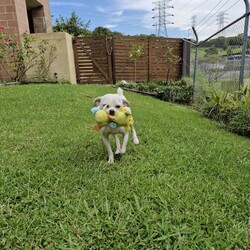 Minnie/Pug / Jack Russell Terrier (Smooth)/Female/1 Year,Hello there, my name is Minnie, and I'm a charming 1 year old female Pug mix with lots of love to share. I've got a zest for life that is just waiting to be explored with you. I'm in my puppy era, so I'm eager to learn about life and everything it has to offer. I'm pretty social but I don't really understand other dogs, so I will need ongoing training to help with my interactions with others. My play mate needs to be calm and neutral with other dogs. I don't have any history with other animals, so I might be curious, but I promise to be on my best behavior. I'm looking for a home where I can get plenty of time to play, explore, and learn. If you work average hours, that's perfect for me! I can entertain myself, but I also love company. I'm best suited for a home with adults or families with children over 12 years old as I am bouncy and am yet to understand that jumping and nipping (mainly to get what I want, when I want it!!) isn't overly fun for humans. My vets have plans to do further surgeries and this will be completed at RSPCA Veterinary Hospital in Yagoona. I would love the chance to settle into my new home first and allow for a smoother recovery. It is recommended that you are located in the Sydney/Illawarra/Central Coast as you will need to travel to Yagoona for further vet appointments. I'm a bundle of joy and energy, and I can't wait to meet you and become a part of your life! Best with Children Aged: 