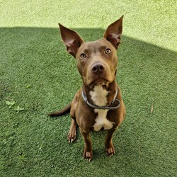 Cardinal/Staffordshire Bull Terrier / Australian Kelpie/Male/1 Year 10 Months,Hi, I'm Cardinal, a handsome Staffy cross looking for my forever home! I'm a calm, affectionate dog who thrives in a quiet household where I can feel safe and secure. I need an experienced owner who understands my needs and is patient as I settle in. A calm and structured environment is best for me, so a household without children under 12 is ideal. I’d love to have secure fencing in my new home so I can safely roam and explore. I’m perfectly happy with both indoor and outdoor access as long as I’m part of the family activities. I do better as the only pet in the house, so I can get all the attention and love I deserve. It’s really important that I meet everyone in the household to make sure we’re a good match. If you’re looking for a loyal and loving companion who’ll bring joy to your life, I might just be the perfect fit. I am currently at a rehabilitation adoption centre where walk-in adoptions aren't available.  If you are interested in giving this wonderful pet a home, please CLICK HERE to visit our website and complete an expression of interest. Household restrictions: 