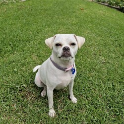Minnie/Pug / Jack Russell Terrier (Smooth)/Female/1 Year,Hello there, my name is Minnie, and I'm a charming 1 year old female Pug mix with lots of love to share. I've got a zest for life that is just waiting to be explored with you. I'm in my puppy era, so I'm eager to learn about life and everything it has to offer. I'm pretty social but I don't really understand other dogs, so I will need ongoing training to help with my interactions with others. My play mate needs to be calm and neutral with other dogs. I don't have any history with other animals, so I might be curious, but I promise to be on my best behavior. I'm looking for a home where I can get plenty of time to play, explore, and learn. If you work average hours, that's perfect for me! I can entertain myself, but I also love company. I'm best suited for a home with adults or families with children over 12 years old as I am bouncy and am yet to understand that jumping and nipping (mainly to get what I want, when I want it!!) isn't overly fun for humans. My vets have plans to do further surgeries and this will be completed at RSPCA Veterinary Hospital in Yagoona. I would love the chance to settle into my new home first and allow for a smoother recovery. It is recommended that you are located in the Sydney/Illawarra/Central Coast as you will need to travel to Yagoona for further vet appointments. I'm a bundle of joy and energy, and I can't wait to meet you and become a part of your life! Best with Children Aged: 