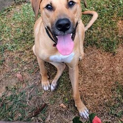 Haven/Staffordshire Bull Terrier / German Shepherd Dog/Female/1 Year 2 Months,Hey there, I’m Haven! I’m a sweet and spirited girl with a heart full of love and a whole lot of energy. I’m playful and always ready for some fun, but I can be a little nervous in new situations, so I’m looking for a patient and understanding home. I love making new dog friends, but I’m still learning the ropes when it comes to socializing, so I would be best suited to a house with no other animals at this stage. I know some basic cues like sit, stay, and come, and I’m eager to learn more with your help! Car rides? Oh, yes, please! Feeling the breeze and checking out new sights makes me so happy. And when it’s time to chill, there’s nothing better than some cozy couch time and a yummy long-lasting chew to keep me entertained. If you’re looking for a loyal companion who’s ready to grow and share some love, I’d be thrilled to join your family! Let’s make some great memories together! 