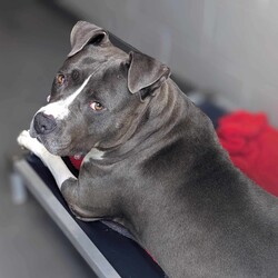 Adopt a dog:Purple/American Staffordshire Terrier/Female/5 Years 10 Months,Hello, I'm Purple, a lovely American Staffordshire Terrier lady. I'm looking for a forever home where someone is around most of the time, as I love companionship. I'm a relaxed gal, not too lazy, but not too hyper either. I prefer a relaxed home where we can go on walks, play fetch, but also be content with cuddling on the couch.  I have met a few dogs while I have been in the shelter and have made friends with a few of them, if you have a resident doggo at home bring them in to meet me to see if we will be best buds. I'm pretty much good to go. I know my basic commands and am always willing to learn new things. So, are you ready for a sweet, loyal, and fun-loving companion? Because that's me, Purple, waiting for you x Requirements: