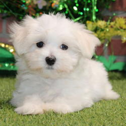 Justice/Maltese/Male/10 weeks Adopt a dog:Justice/Maltese/Male/10 weeks,I've had this dream for quite a while. It's something I'd do anything for. It's better than a gigantic bag of my favorite puppy treats. It's better than a 24-hour session of belly rubs. It's better than endless walks around the dog park with all of the tennis balls and Frisbees that I could ask for. You want to know what it is? It's you. I dream that I'll get to go home to you as soon as possible. We'll cuddle and snuggle and love each other with all our might. Nothing will stop me from being by your side and being the very best friend possible. Call now and bring me home so that my dreams can come true!