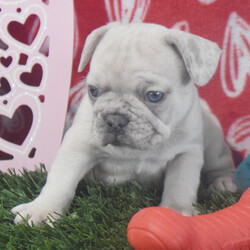 Daisy/French Bulldog/Female/7 weeks Adopt a dog:Daisy/French Bulldog/Female/7 weeks,Hello! My name is Daisy, and I'm super excited to meet you! I cannot wait to join your family and go on adventures with you. I love to play. I also like to snuggle up next to you for a quiet nap, especially on those rainy days. I come up to date on vaccinations and vet checked, so I will be healthy, happy, and ready to come to my FUR-ever home! So, go ahead and pick me for a lifetime of puppy kisses and love. Don’t wait!