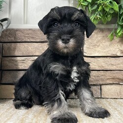 Molly/Miniature Schnauzer/Female/7 weeks Adopt a dog:Molly/Miniature Schnauzer/Female/7 weeks,Hello! My name is Molly! Am I not the cutest puppy you have ever seen? That is what everyone keeps telling me. Not only am I cute, but I also have a great personality too. Before arriving home, I will be up to date on my vaccinations and be pre-spoiled. I will make the perfect best friend and companion! So, what are you waiting for? Choose me today!
