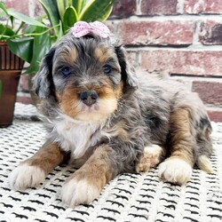 Adopt a dog:Bambi/Bernedoodle/Female/5 weeks,Hi! My name is Bambi, and I promise to be the meaning of love. Someone who makes you feel good about living, who brings out the you that you like best. Someone to share joy, laughter, and even someone to comfort you when times are tough. Someone to love you more than anything else in this world. A companion who accepts you for the person that you are without judgment. This is what I will be for you; the beautiful and very real, meaning of love!