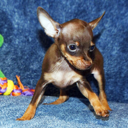 Tiffany/Miniature Pinscher/Female/9 weeks Adopt a dog:Tiffany/Miniature Pinscher/Female/9 weeks,Hi there everyone! I am a little baby that loves kisses and snuggles! I love to sit by the fire with you or romp around outside in the yard. I love playing with my favorite toys and would be glad to share them with you. Believe me when I say that I am the best puppy you will ever meet! I know I will love my forever family and I cannot wait to meet them. I am so ready to come home! Pick me!