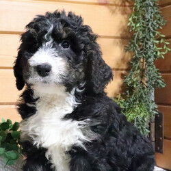 Fate/Bernedoodle/Female/11 weeks Adopt a dog:Fate/Bernedoodle/Female/11 weeks,Hi, my name is Fate, and I am the companion you have been looking for! I am the true definition of a man's best friend. I will arrive at my new home up to date on my vaccinations and vet checked from head to tail. We can play fetch or go for a walk; it does not matter as long as I'm with you. Pick me, you will not regret it! Call about me today before it is too late!